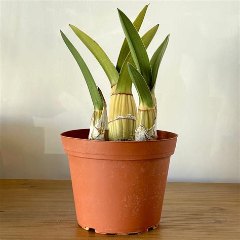 Eulophia Petersii Desert Orchid Cloud Hidden Plants A Unique Eulophia Petersii Desert Orchid Cloud Hidden Plants A Unique