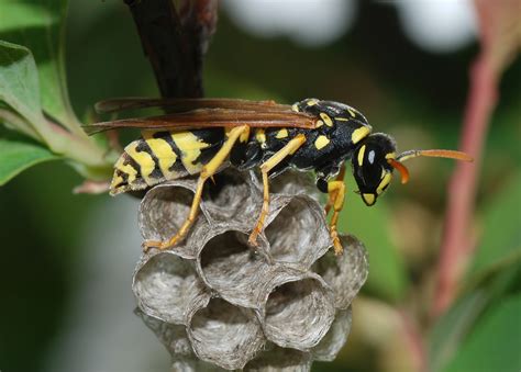 5 Ways European Paper Wasp