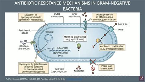 Evaluation Of Antibiotic Resistance Mechanisms In Gram Negative Bacteria Evaluation Of Antibiotic Resistance Mechanisms In Gram Negative Bacteria