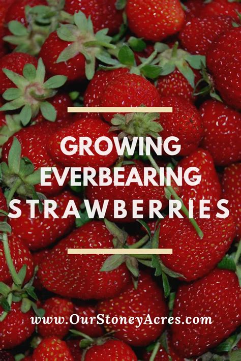 Everbearing Strawberries In Your Backyard Garden Our Stoney Acres Everbearing Strawberries In Your Backyard Garden Our Stoney Acres
