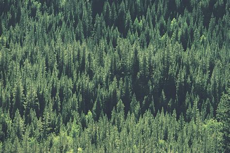 Evergreen Free Photo Download Freeimages Evergreen Free Photo Download Freeimages
