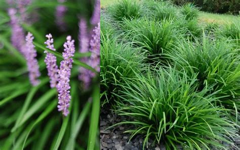 Evergreen Giant Liriope Lily Turf For Sale Online From