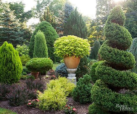 Evergreen Trees Plants Shrubs For Year Round Vibrancy Environmental Designs Evergreen Trees Plants Shrubs For Year Round Vibrancy Environmental Designs