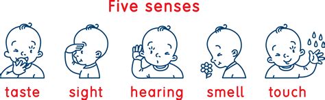 Everything You Need To Know About Baby S Five Senses