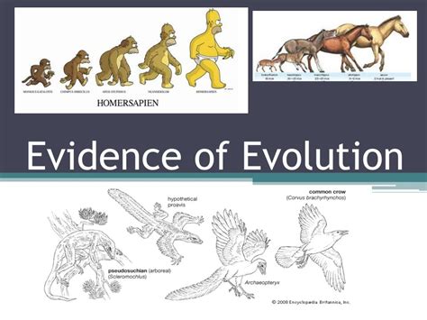 Evidence For Evolution Ppt Download Evidence For Evolution Ppt Download