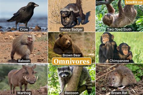 Examples Of Omnivores Omnivorous Animals List With Pictures Examples Of Omnivores Omnivorous Animals List With Pictures