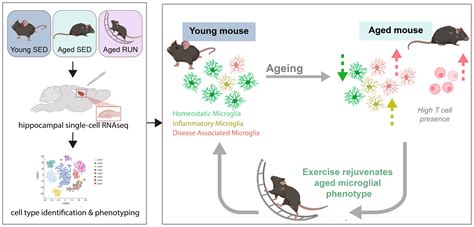 Exercise Rejuvenates Microglia And Reverses T Cell Accumulation In The Aged Female Mouse Brain Chauquet 2024 Aging Cell Wiley Online Library