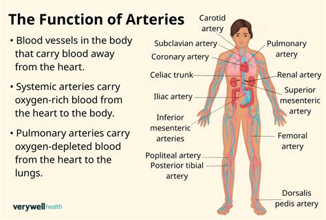 Why Artery Is an Organ: Key Insights