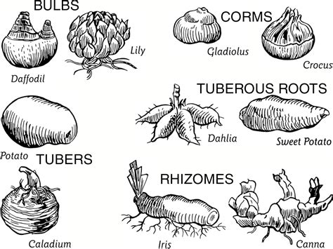 Explained What Are Bulbs Tubers Rhizomes And Corms Article On