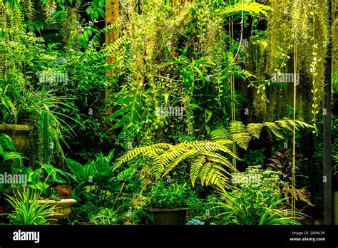 Explore Serene Beauty Tropical Forest Hi Res Stock Photography And