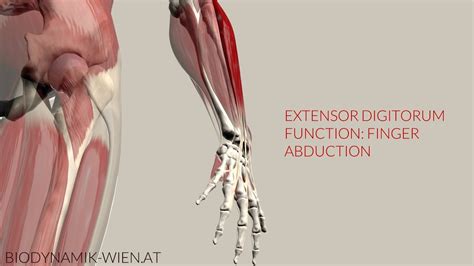 Extensor Digitorum Function Finger Abduction 3D Animation Youtube