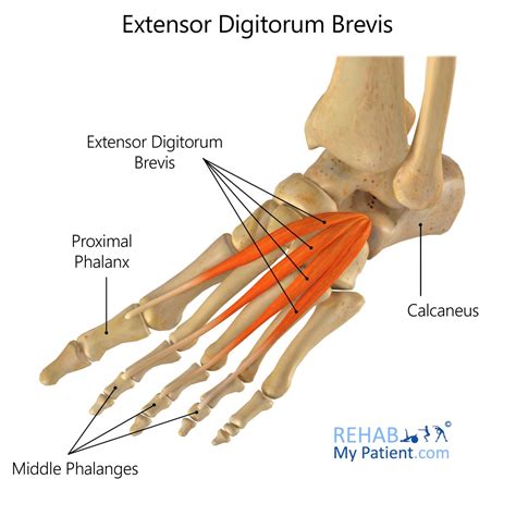 Extensor Digitorum Hallucis Brevis Anatomy Orthobullets