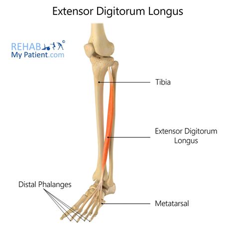 5 Ways Extensor Digitorum