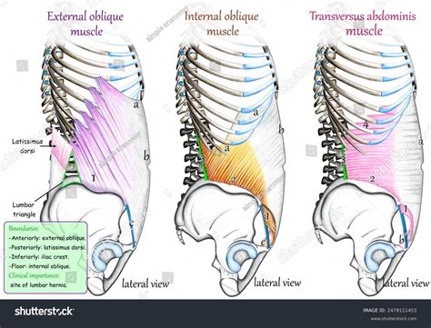 External Abdominal Oblique Stretching Learn Muscles