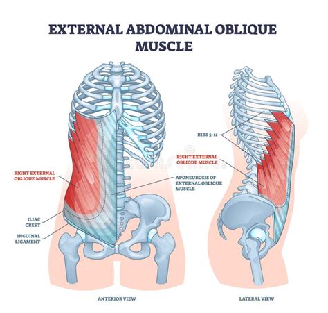 5 Ways External Abdominal Oblique