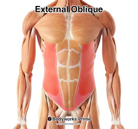 External Oblique Muscle Anatomy Bodyworks Prime