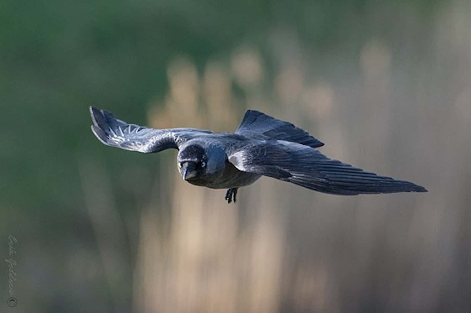 Extreme Telephoto And Zoom Lens Roundup B H Explora Extreme Telephoto And Zoom Lens Roundup B H Explora