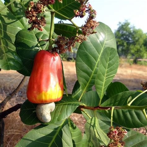Fact How Do Cashew Nuts Grow Blog Ranobo