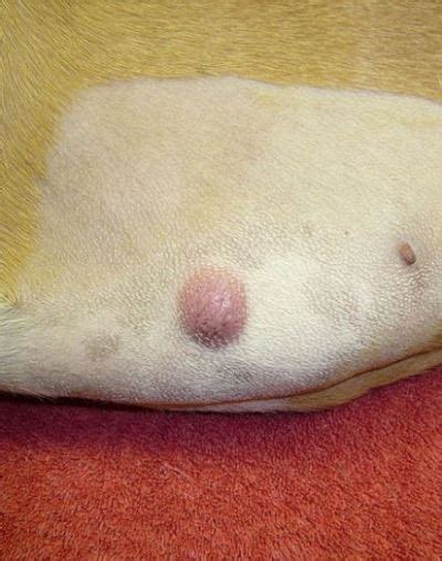 Facts About Mast Cell Tumors Dog Owners Should Know Dog Discoveries