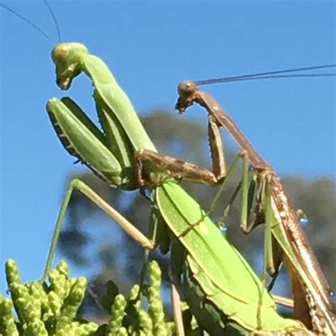 Fascinating Praying Mantis Encounter