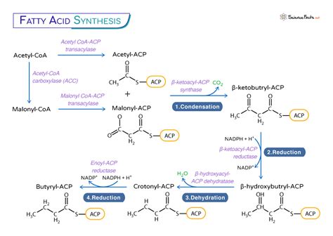 Fatty Acid Synthesis Location Pathway Steps Diagram