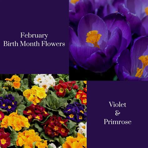 February Birth Flowers Primrose And Violet The Old Farmer S Almanac February Birth Flowers Primrose And Violet The Old Farmer S Almanac