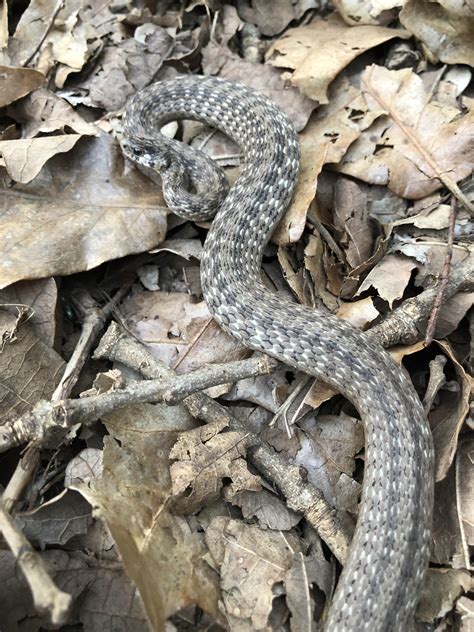 Feisty Little Guy In Missouri Pretty Confident Non Venomous What Is