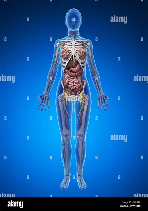 Female Anatomy Diagram High Resolution Stock Photography And Images Alamy