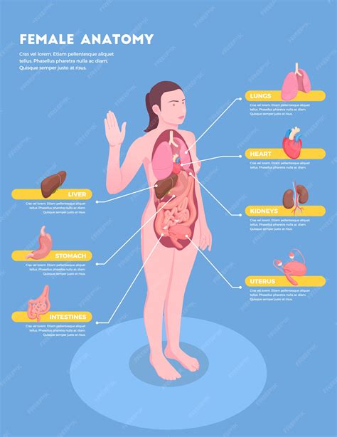 Female Parts Of The Body Female Anatomy Isometric Infographics With