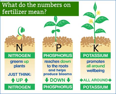 Unlocking the Secret: Understanding Fertilizer NPK Meaning