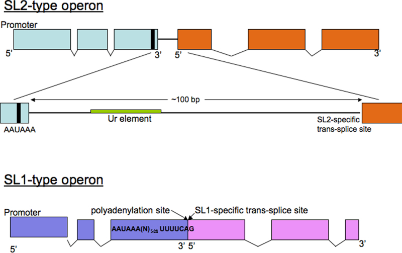 Figure 1 Comparison Of Cis And Trans Splicing Wormbook Ncbi Bookshelf