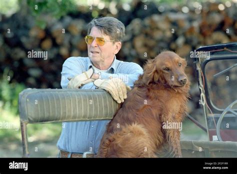 File President Ronald Reagan And His Dog Working At Rancho Del Cielo Jpg Wikimedia Commons