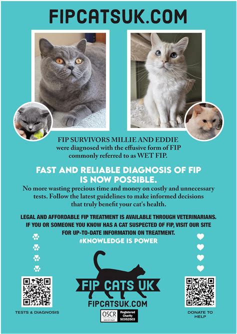 Final Stages Of Wet Fip In Cats Larita Herrington