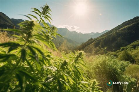 Find The Best Pa Medical Marijuana Doctors Leafy Doc