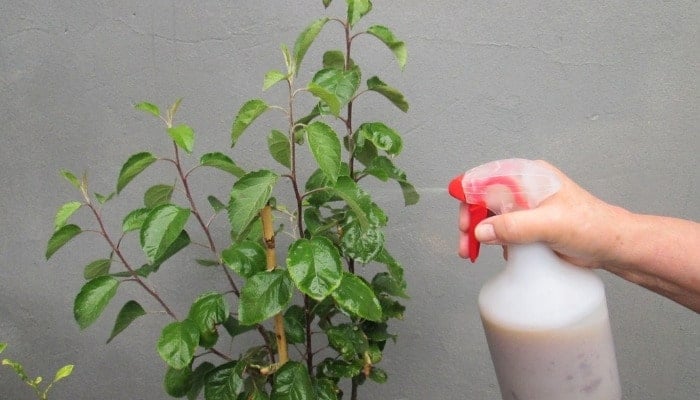 Fish Emulsion Fertilizer Your Complete Guide For Usage Whyfarmit Com