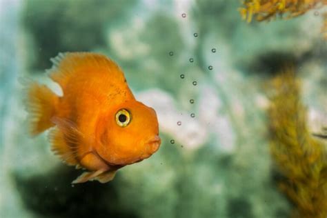 Fish Live In Water But Can Fish Drown Build Your Aquarium