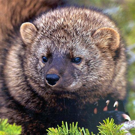 Fisher Defenders Of Wildlife