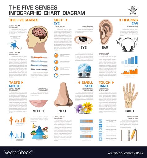 Five Senses Infographic Chart Diagram Royalty Free Ve Vrogue Co