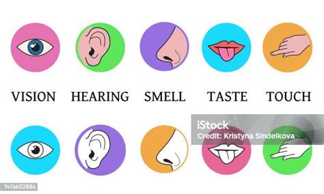 Five Senses Methods Of Perception Taste Vision Touch Smell Hea Stock