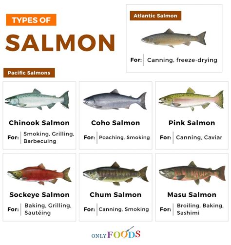 Five Types Of Salmon