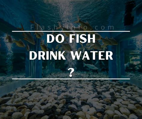 Flashy Info On Tumblr