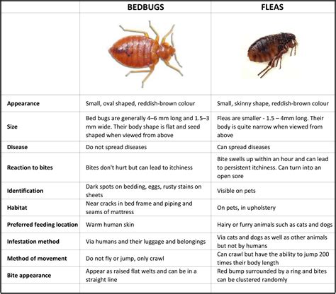 Flea Vs Bed Bug