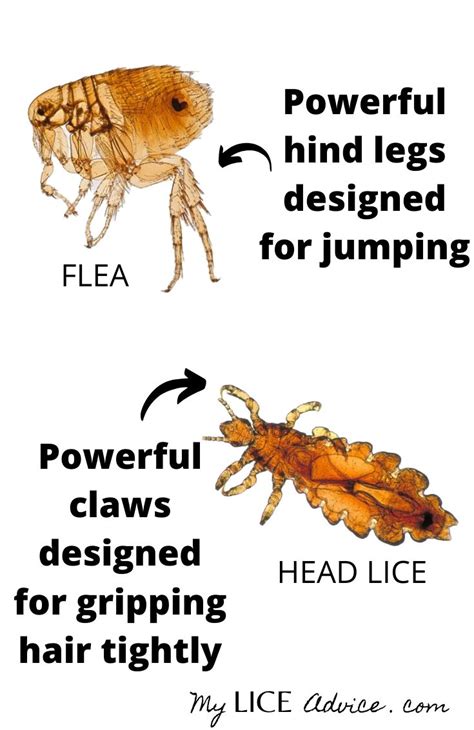 Fleas Vs Lice Understanding The Difference Between Lice And Fleas Fleas Vs Lice Understanding The Difference Between Lice And Fleas