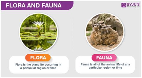 Flora Fauna Meaning Explained