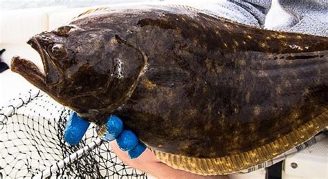 Flounder Fishing Species Info Charters And Destinations