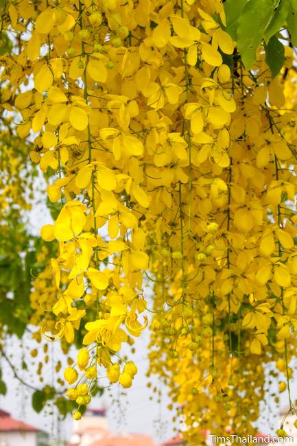 Flowering Trees Of Thailand Golden Shower Tree Tim S Thailand