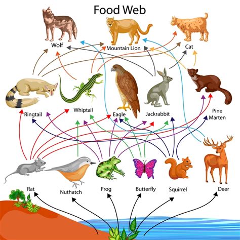 Food Chain And Food Web 88Guru