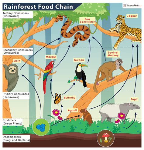 Food Chain For Rainforest