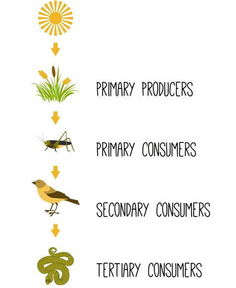 Food Chains Producer Primary Consumer Secondary Consumer Tertiary
