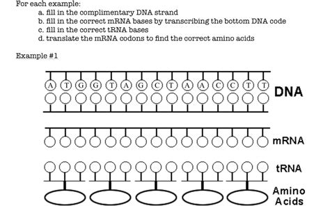 For Each Example A Fill In The Complementary Dna Strand B Fill In